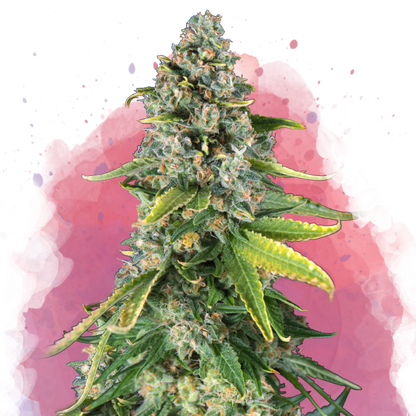 Skunk 1 Feminized - Nirvana Shop 