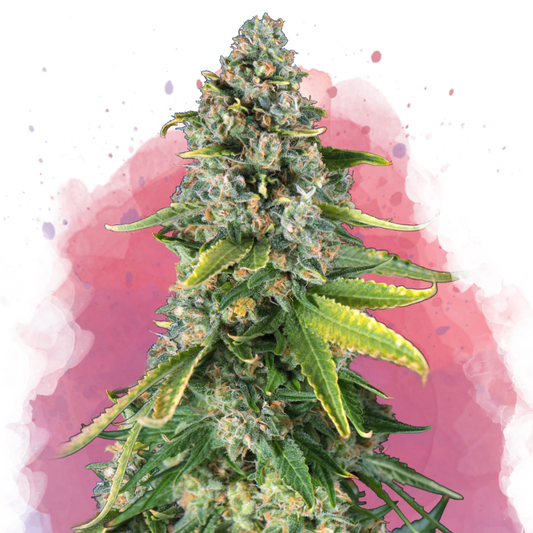 Skunk 1 Feminized - Nirvana Shop 