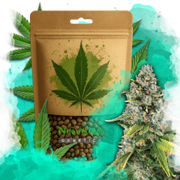 Skunk #1 Feminized 100 Seeds