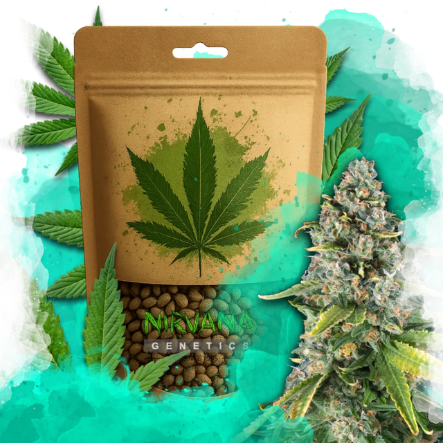 Skunk #1 Feminized 100 Seeds