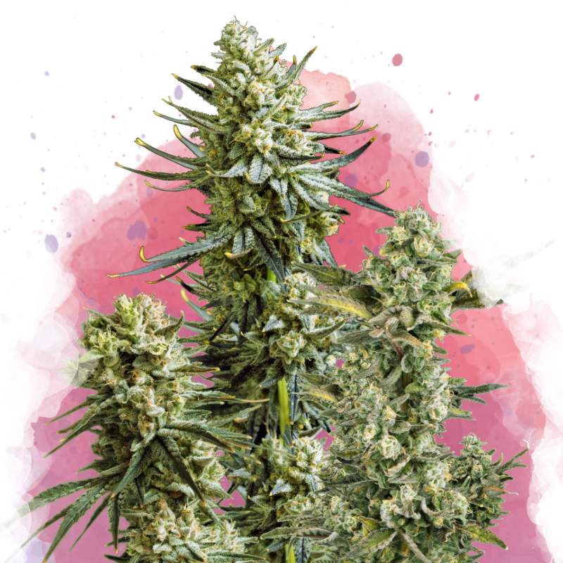 Skywalker Feminized - Nirvana Shop 