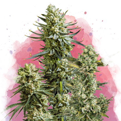 Skywalker Feminized - Nirvana Shop 