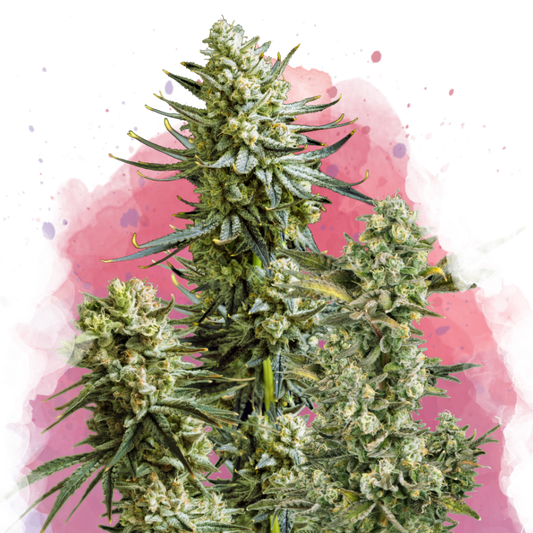 Skywalker Feminized - Nirvana Shop 