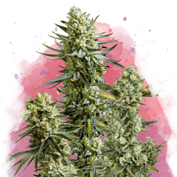 Skywalker Feminized Resale - Nirvana Shop 