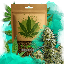 Skywalker OG Feminized 100 Seeds