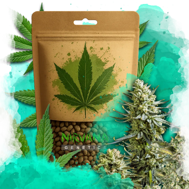 Skywalker OG Feminized 100 Seeds