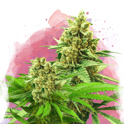 Somango XXL Feminized - Nirvana Shop 