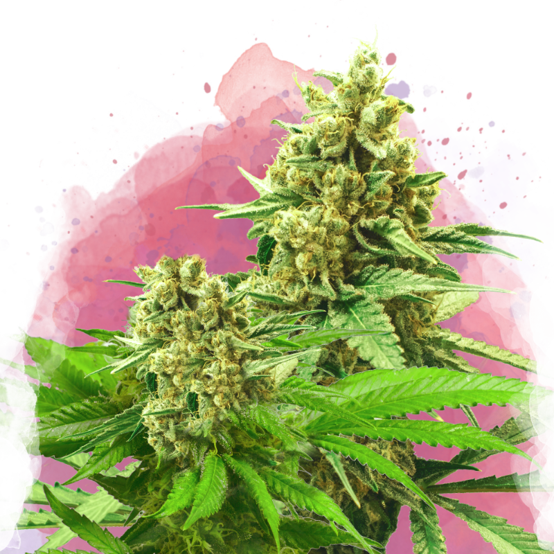 Somango XXL Feminized (100 seeds) - Nirvana Shop 