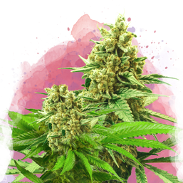 Somango XXL Feminized (100 seeds) - Nirvana Shop 