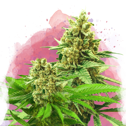 Somango XXL Feminized (100 seeds) - Nirvana Shop 