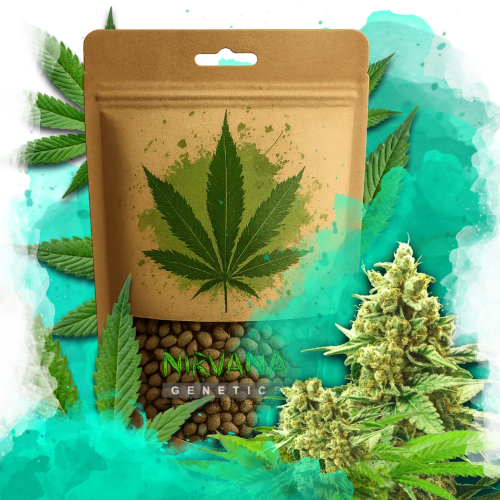 Somango XXL Feminized 100 Seeds