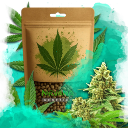 Somango XXL Feminized 100 Seeds