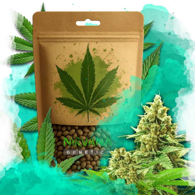 Somango XXL Feminized 100 Seeds