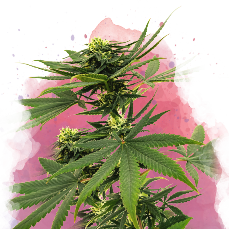 Sour Diesel Feminized - Nirvana Shop 