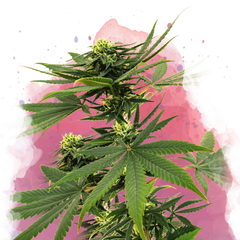Sour Diesel Feminized