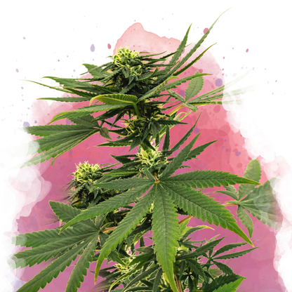 Sour Diesel Feminized - Nirvana Shop 