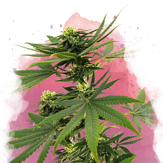 Sour Diesel Feminized - Nirvana Shop 