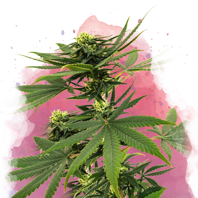 Sour Diesel Feminisiert