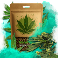 Sour Diesel Feminized 100 Seeds