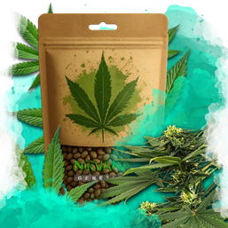 Sour Diesel Feminized 100 Seeds