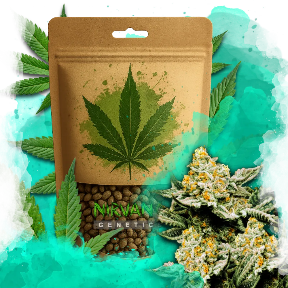 Sunset Sherbet Feminized 100 Seeds