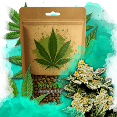 Sunset Sherbet Feminized 100 Seeds