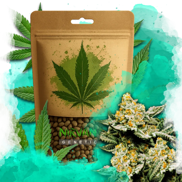 Sunset Sherbet Feminized 100 Seeds