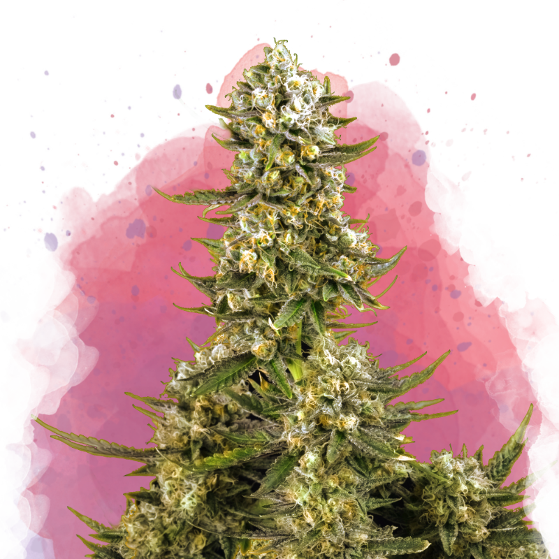 Super Silver Haze Feminized - Nirvana Shop 