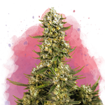 Super Silver Haze Feminized - Nirvana Shop 