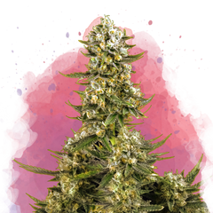 Super Silver Haze Feminized