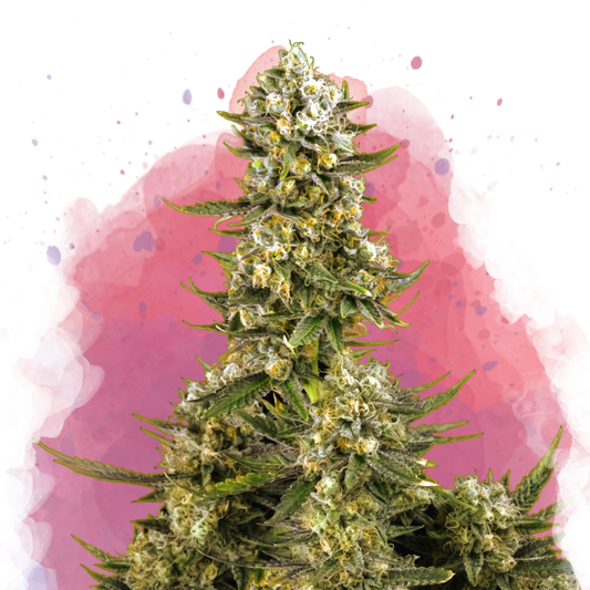 Super Silver Haze Feminized - Nirvana Shop 