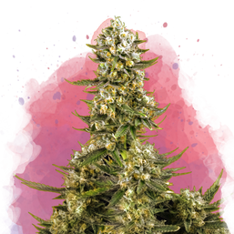 Super Silver Haze Feminized Resale - Nirvana Shop 