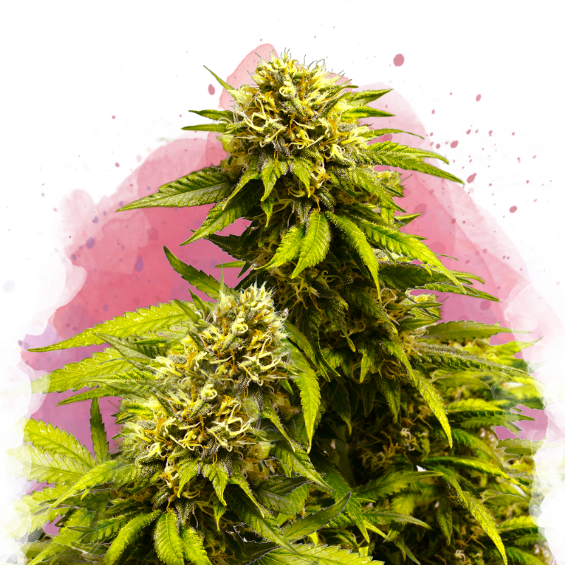 Super Skunk Feminized - Nirvana Shop 