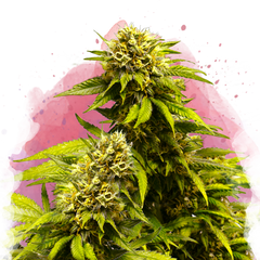 Super Skunk Feminized