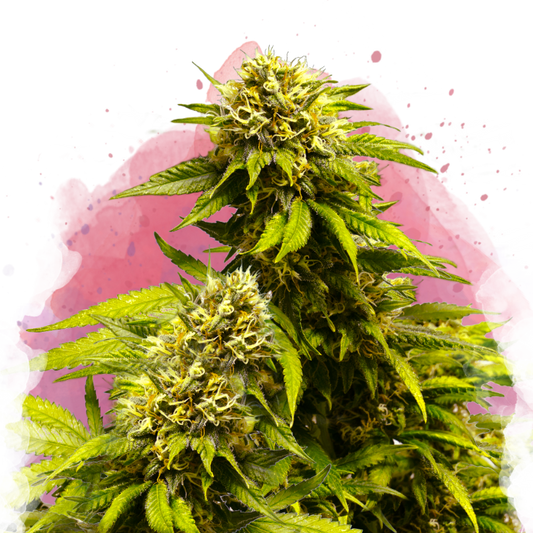 Super Skunk Feminized - Nirvana Shop 