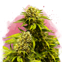 Super Skunk Feminized (100 seeds) - Nirvana Shop 