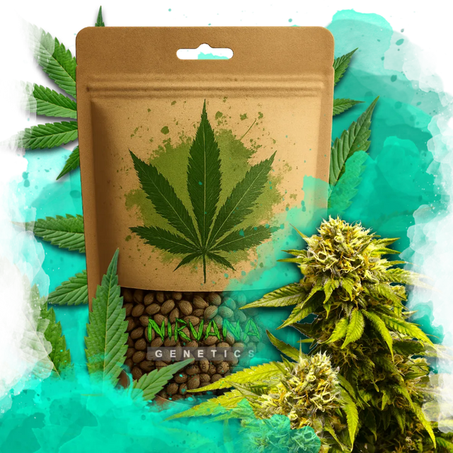 Super Skunk Feminized 100 Seeds