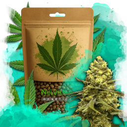 Sweet Tooth Feminized 100 Seeds