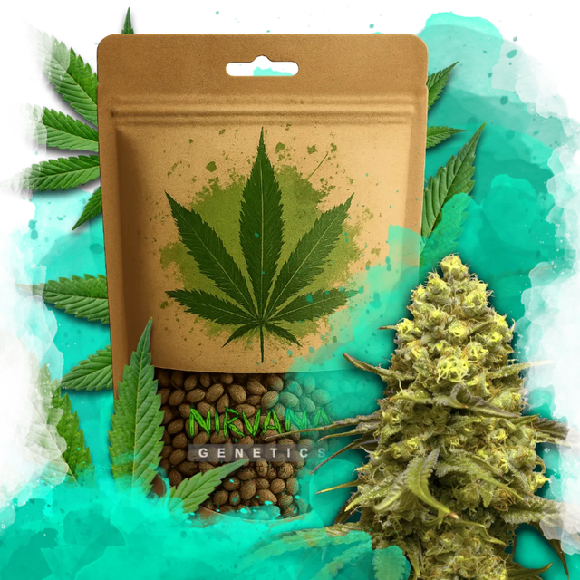 Sweet Tooth Feminized 100 Seeds