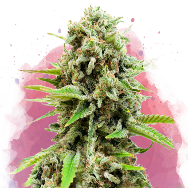 Swiss Cheese Feminized - Nirvana Shop 