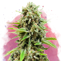 Swiss Cheese Feminized - Nirvana Shop 