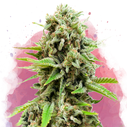 Swiss Cheese Feminized - Nirvana Shop 