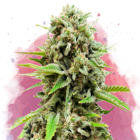 Swiss Cheese Feminized - Nirvana Shop 