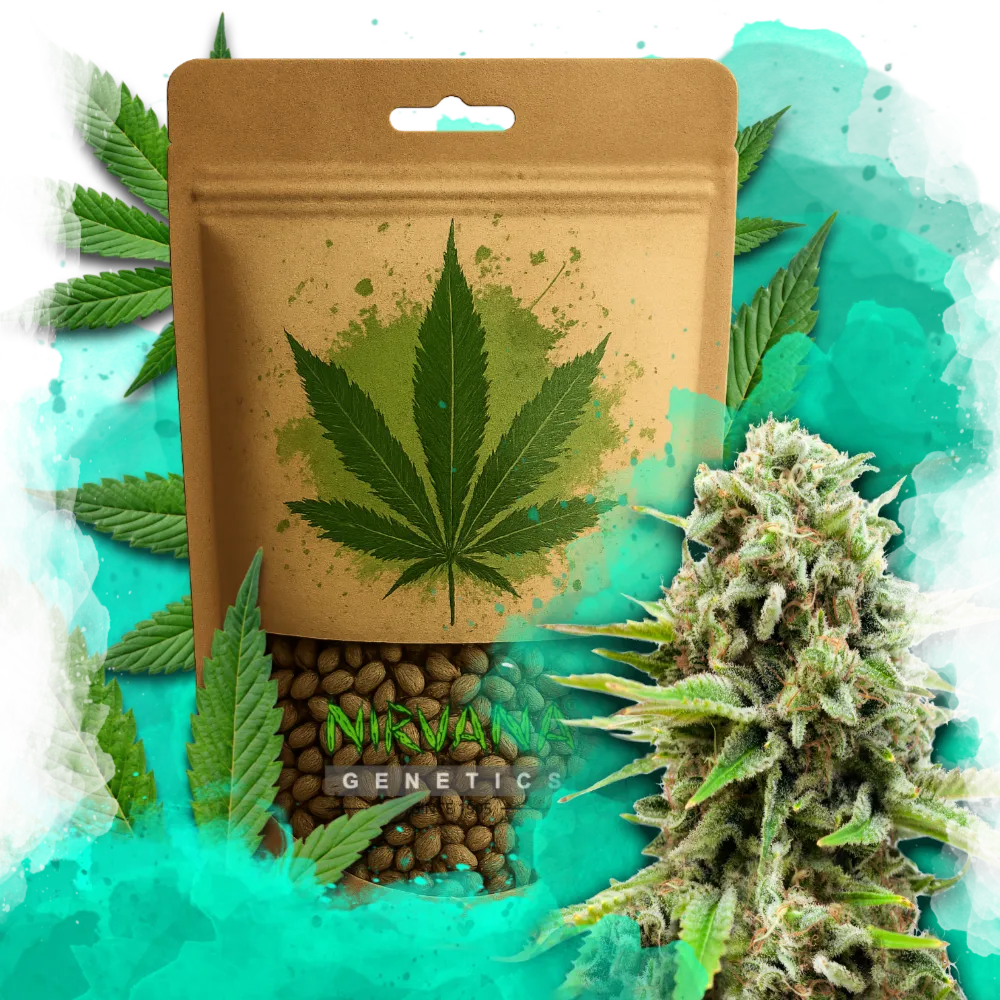 Swiss Cheese Feminized 100 Seeds