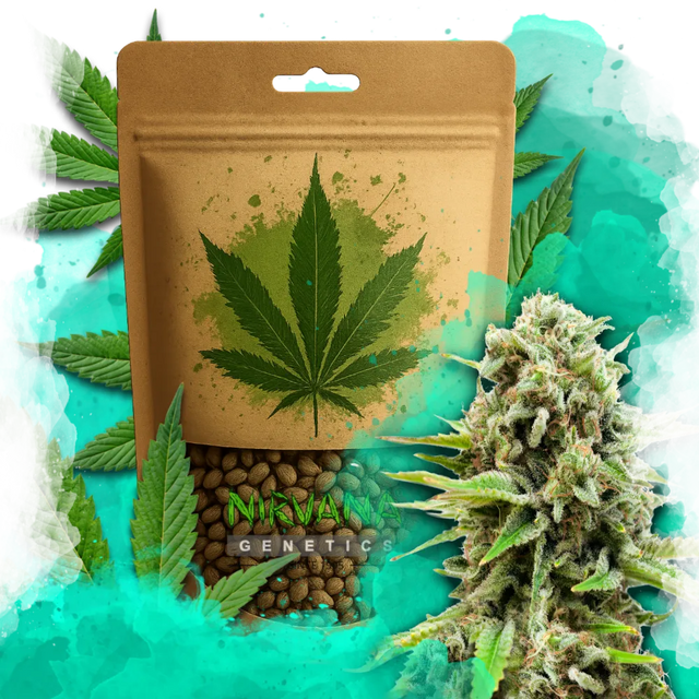 Swiss Cheese Feminized 100 Seeds