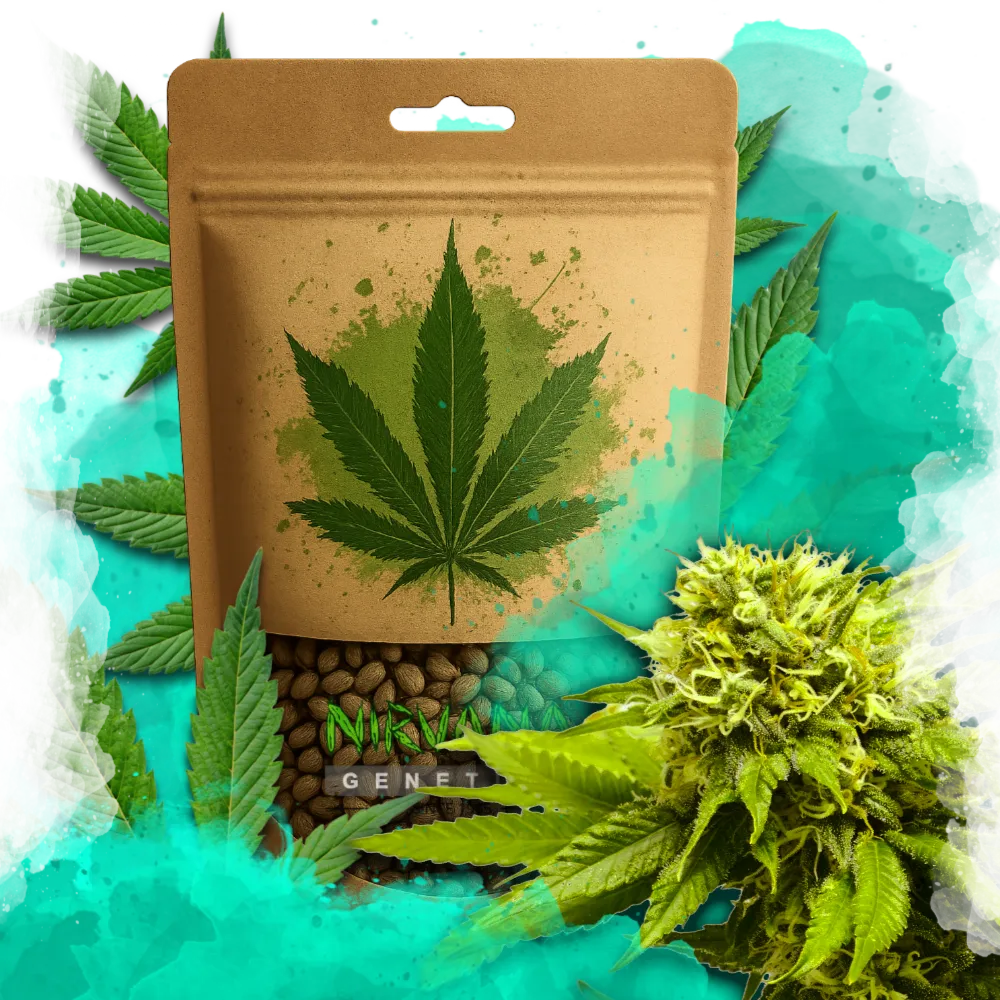 Tangie Feminized 100 Seeds