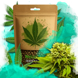 Tangie Feminized 100 Seeds