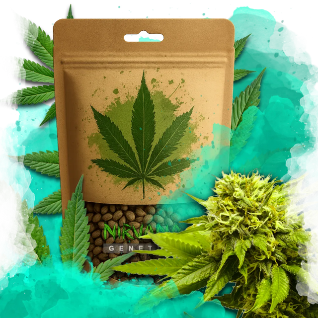 Tangie Feminized 100 Seeds