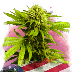 Tangie Femminilizzata