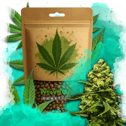 Trainwreck Feminized 100 Seeds